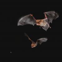 Big Brown Bat Males Call 'Dibs' on Food