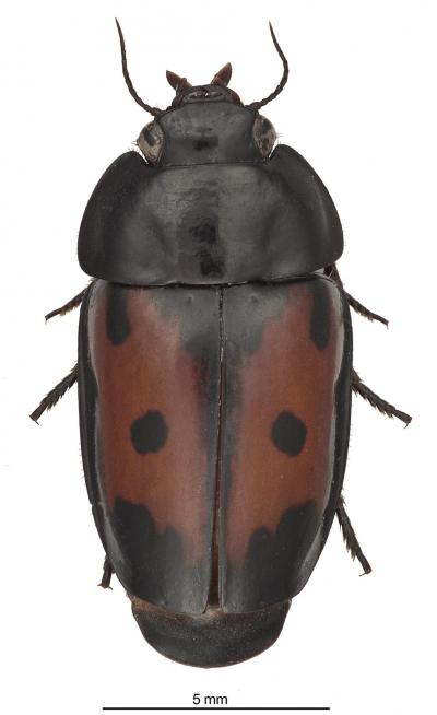 <i>G. spectabilis</i>