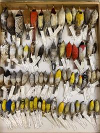 Birds in Field Museum Collections
