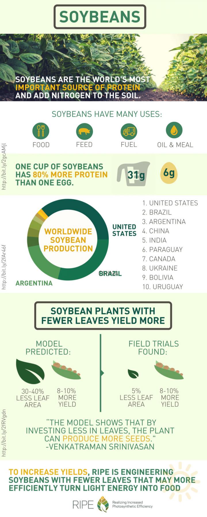 Soybean Infographic
