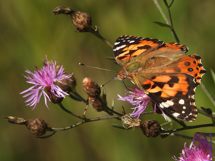painted lady in the wild