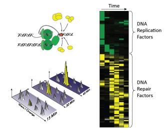 Identification of DNA repair proteins by mass spectrometry