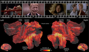 Brain networks for social perception.