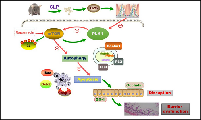 Diagram showing the role of the polo-like kinase 1 (PLK1)-mammalian target of rapamycin (mTOR) axis in sepsis-induced intestinal barrier dysfunction