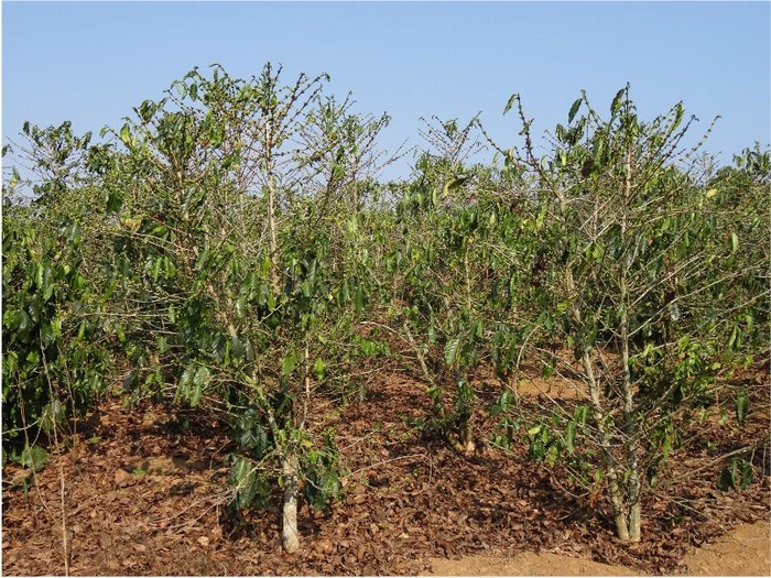 Anthropogenic climate change poses systemic risk to coffee cultivation
