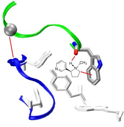 Nicotine and the Cation-π Interaction