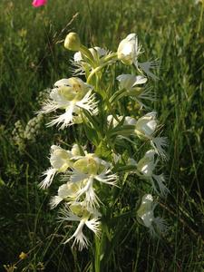 Western prairie fringed orchid