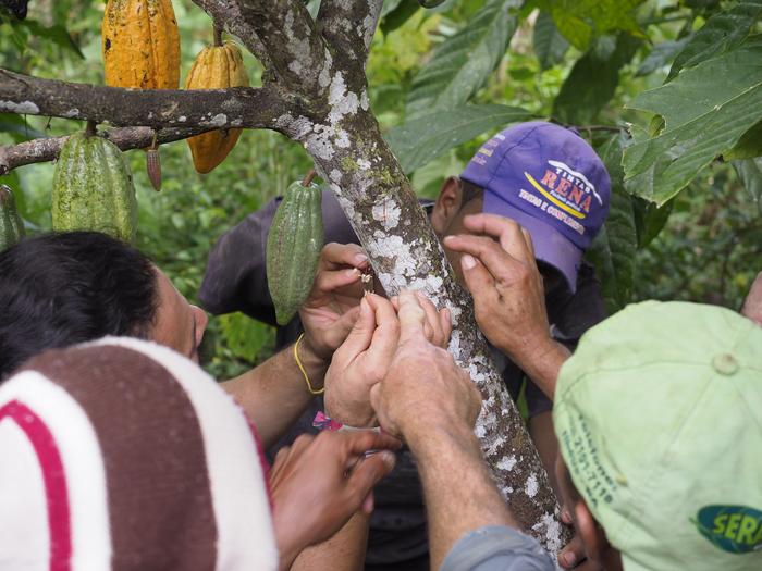 Training farmers to pollinate cocoa