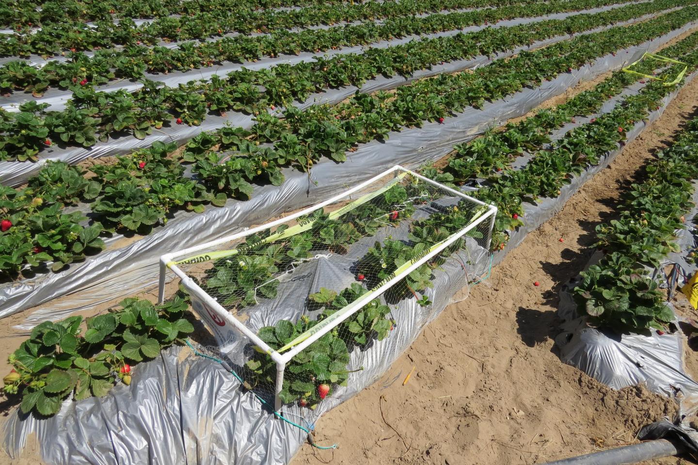 Strawberry exclosure experiments