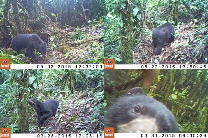 Spectacled Bear Video Stills Montage