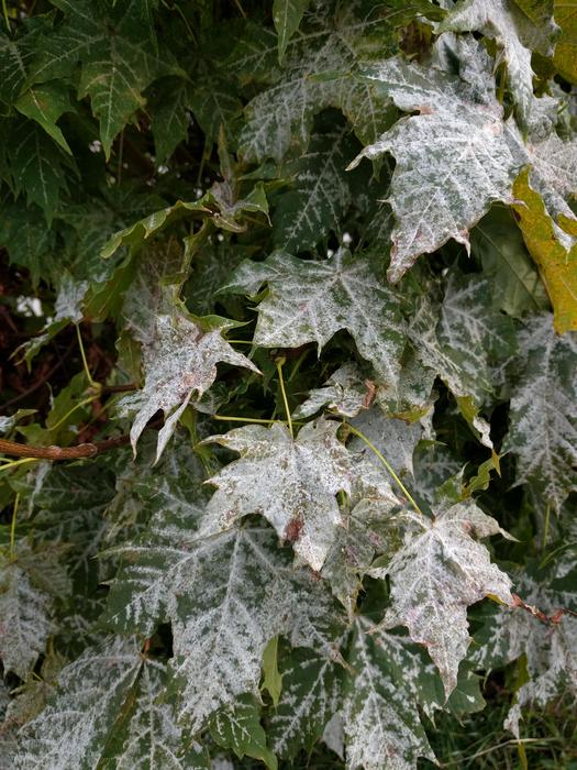 Powdery mildew on maple