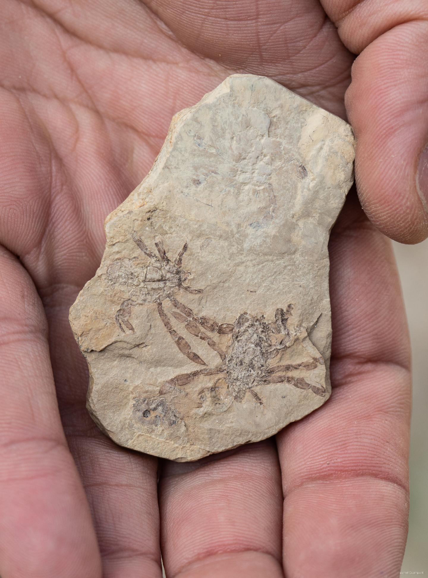 New Fossil Sheds Light on Evolution of Crab Family Tree (4 of 9)