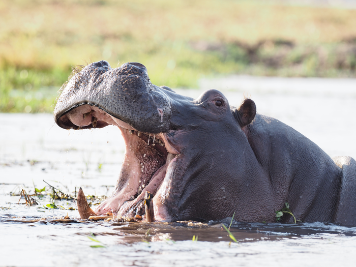 Hippo with open mouth
