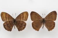 New Butterfly Species Discovered Nearly 60 Years after It Was Collected in Mexico