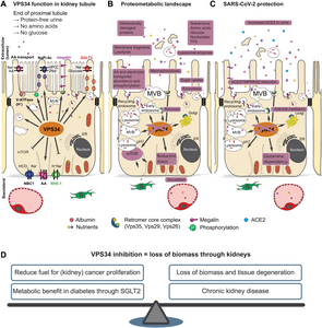 Schematic summary from the Scientific article