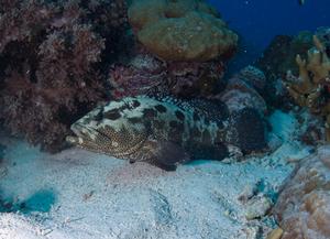 Camouflage Grouper Hiding between Corals, Seychelles