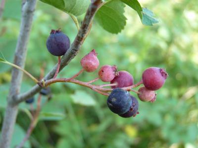 Serviceberries