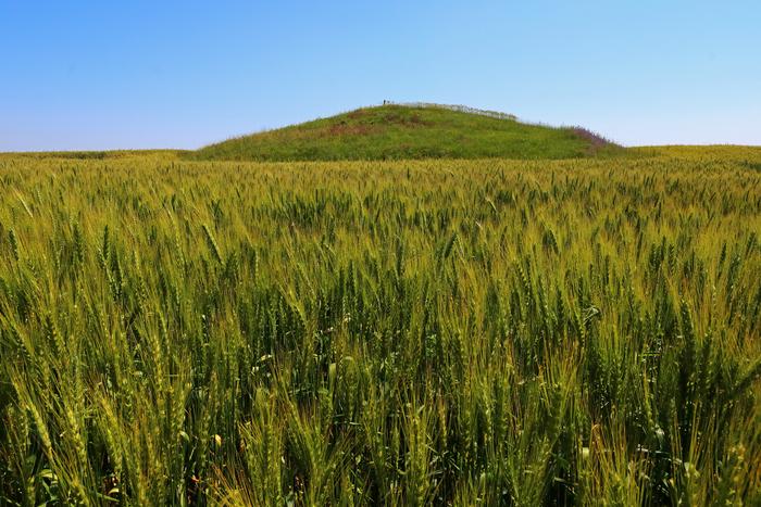Ancient burial mounds (kurgans) provide the last refugia for steppic plant and animal species in the intensively used agricultural landscapes