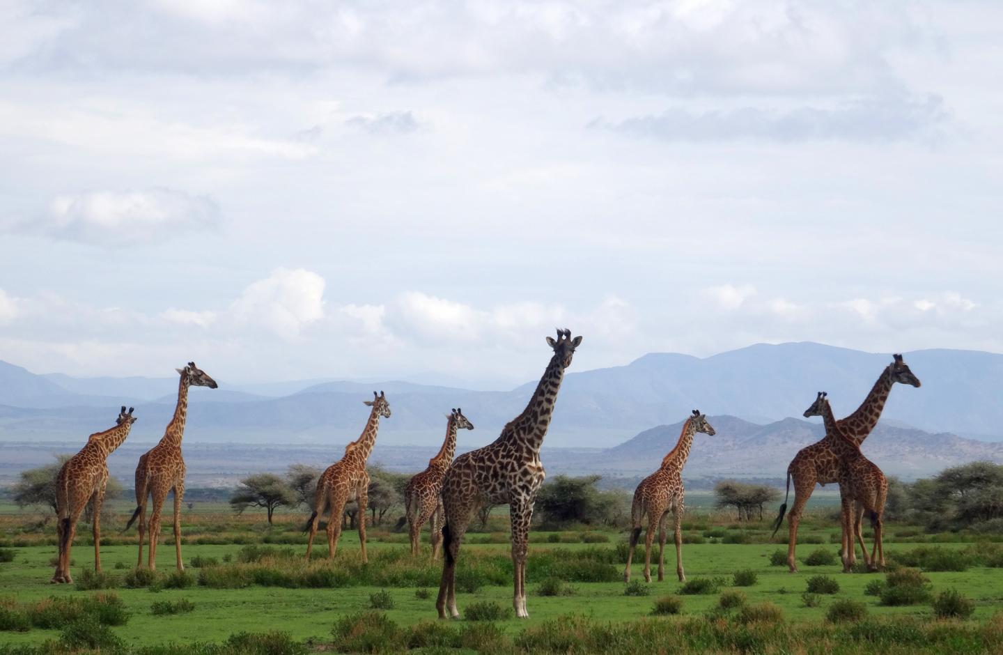 Giraffes Ngorongoro