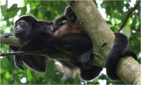 Mantled Howler Monkeys 