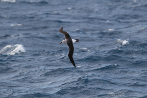 Atlantic yellow-nosed albatross