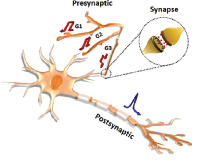 Schematic of biological presynaptic and postsynaptic neurons and a synapse (inset)