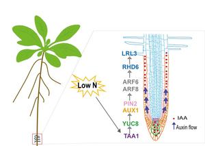 Arabidopsis thaliana responds to nitrogen deficiency by forming longer root hairs