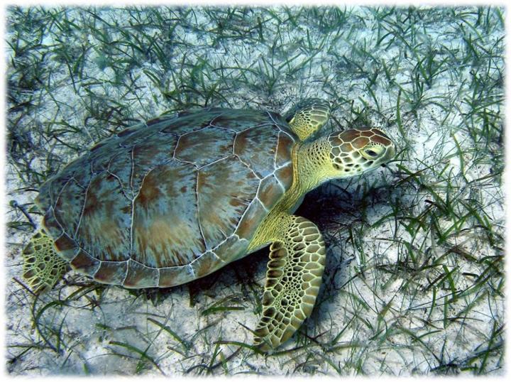Foraging Green Turtle