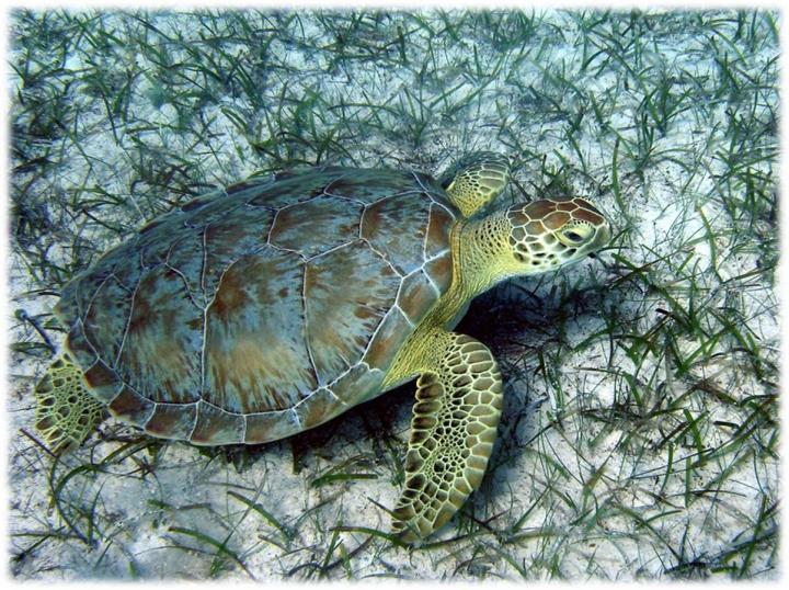 Foraging Green Turtle