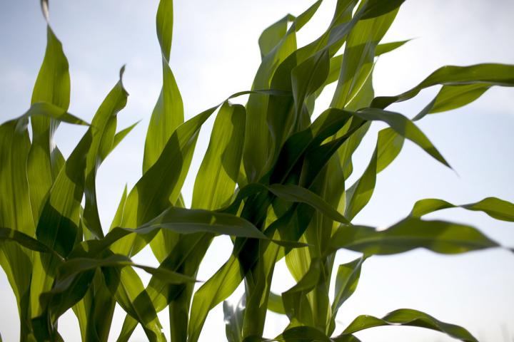Corn Susceptible to Ozone