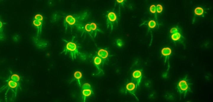 Visualization of T4P Filaments under an Optical Microscope