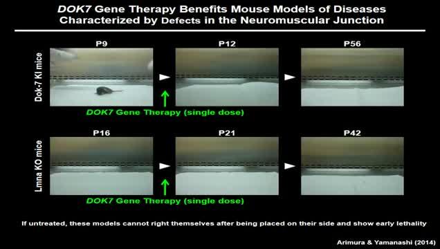 Gene Therapy Success in Mice with Muscular Disease