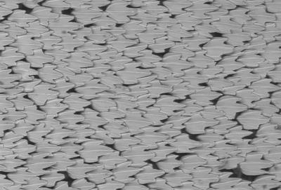 SEM Image of Sharkskin