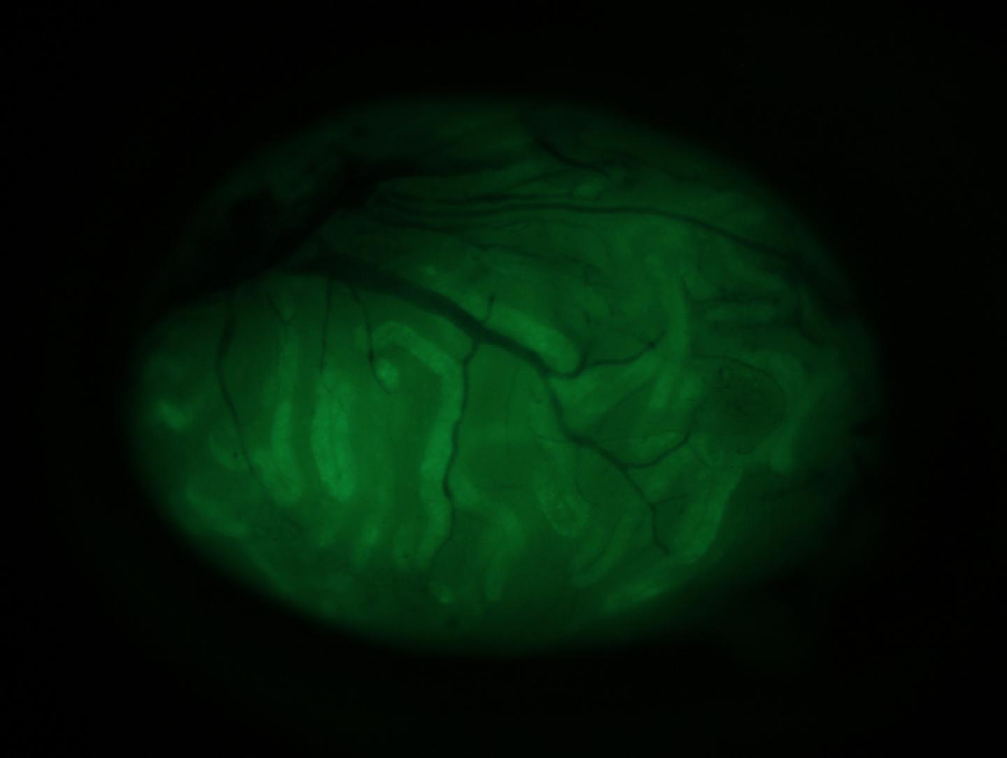 将先天不育cldn11 Ko睾丸细胞移植为cldn11 Ko Image Eurekalert Science News Releases