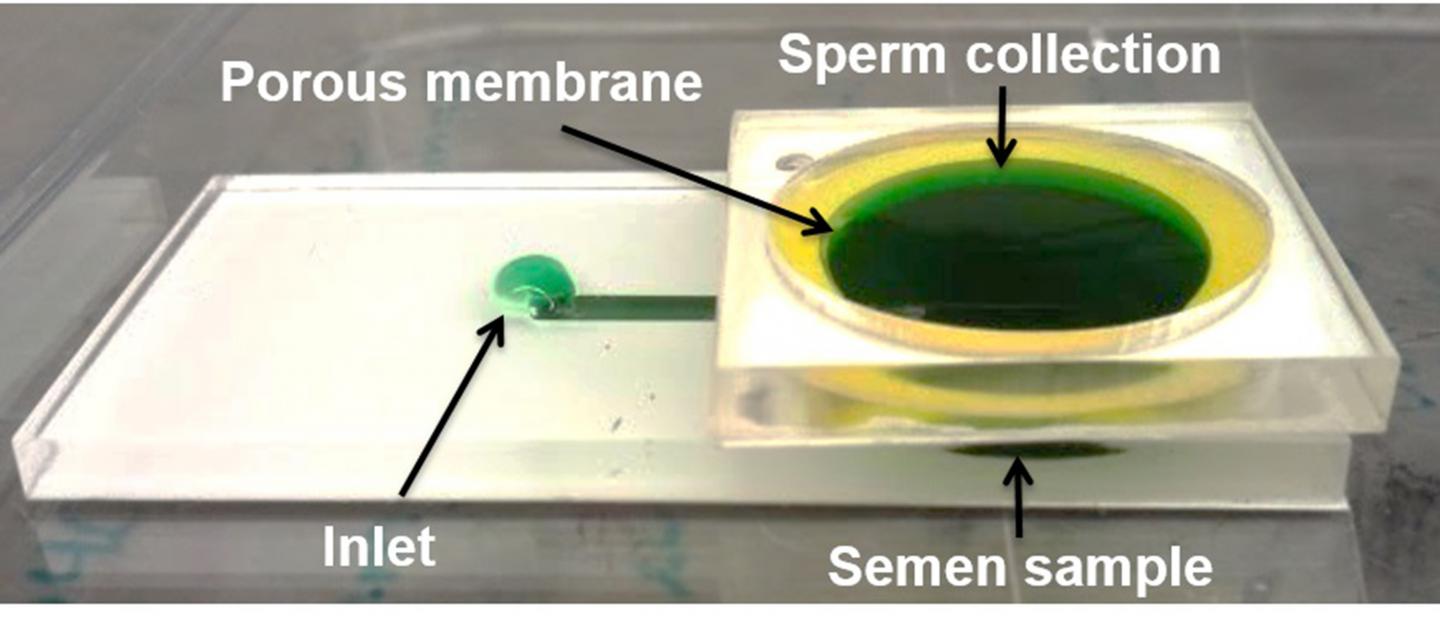 Survival of the Fittest Sperm: How New FAU Technology Might Help Infertile Couples