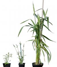 <i>Arabidopsis, Brachypodium</i> and Wheat Plants