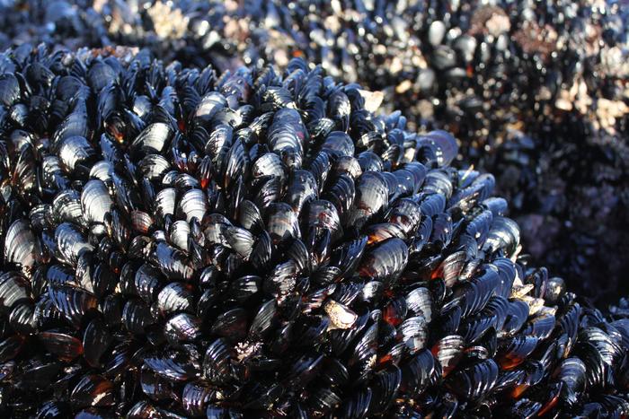 Mussel bed closeup