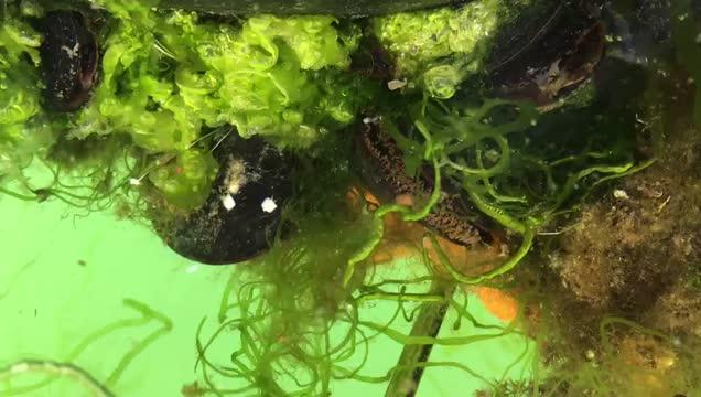 Mussels at Avery Point