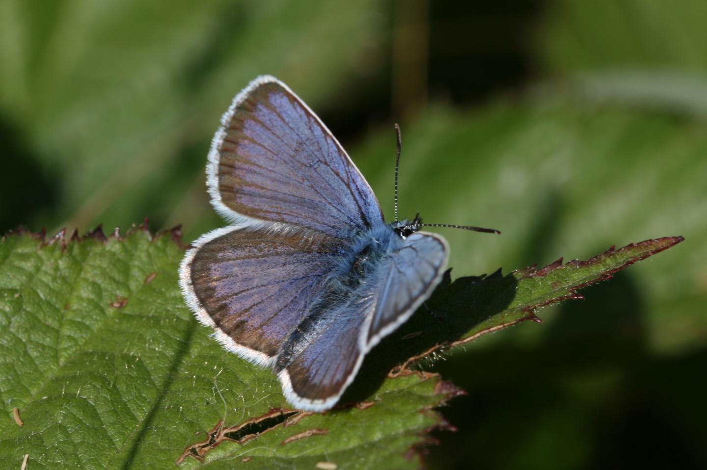Silver-studded Blue