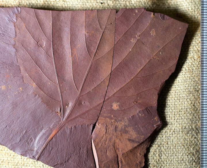 Fossilized Tree Leaf