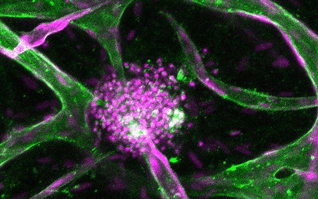 Pancreatic Islets, UC San Diego School of Medicine
