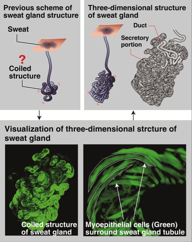 Detailed structure of the sweat gland reveale | EurekAlert!