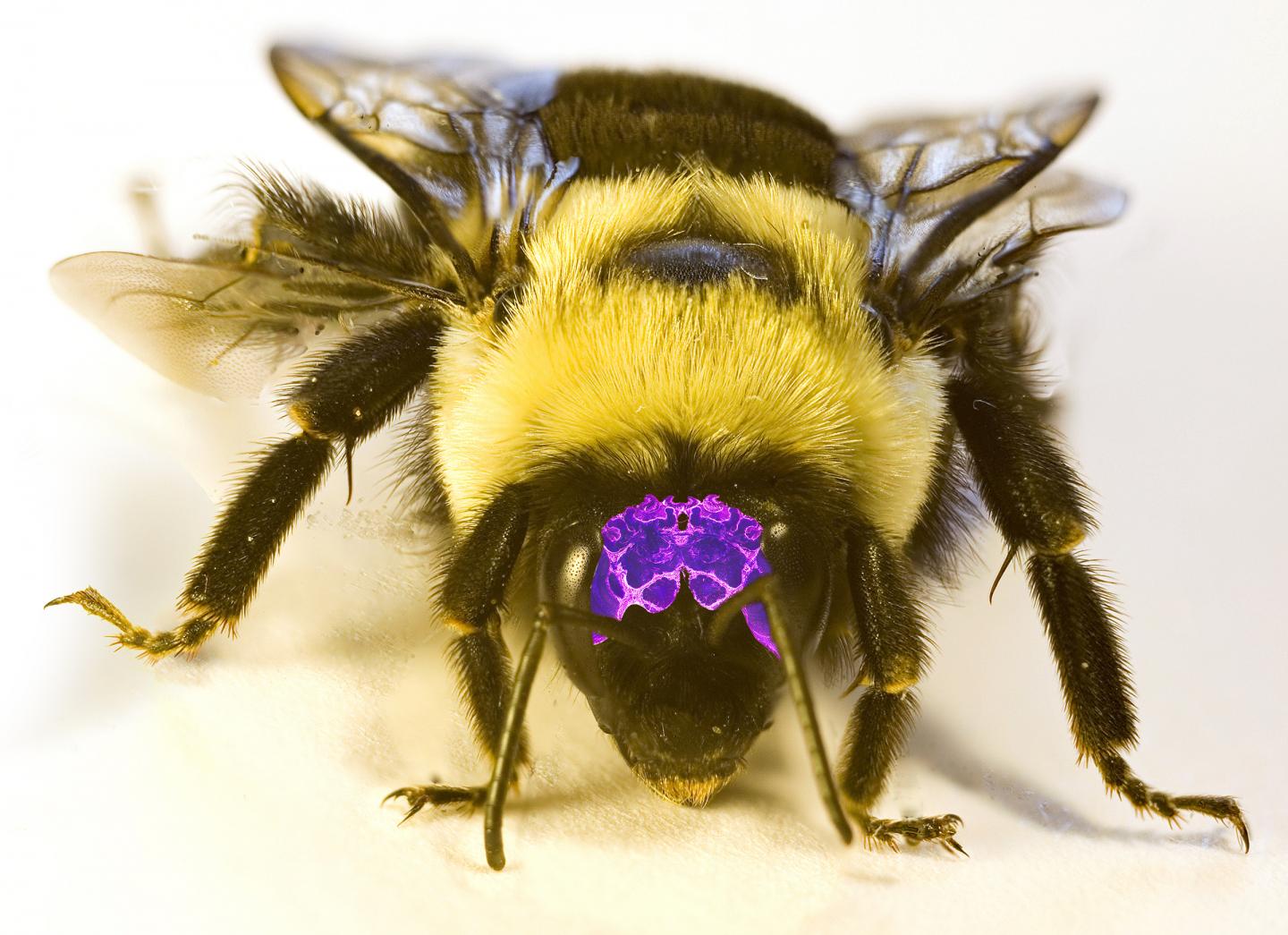 Common Eastern Bumble Bee with Superimposed Stained Brain Image