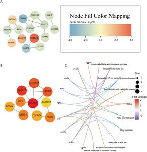 Protein-protein interaction (PPI) network analysis of ferroptosis-related differentially expressed genes (FRDEGs)