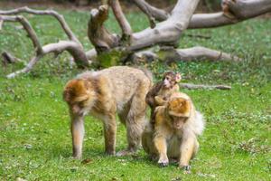 Barbary macaques