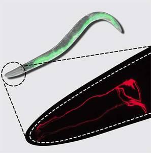 Smelling Affects the Physiology of Its Digestive Tract