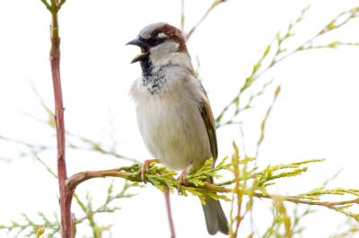 House Sparrow
