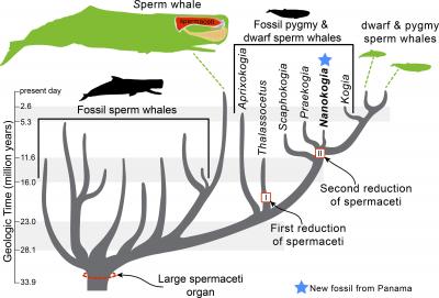 Evolutionary Tree of Sperm Whales