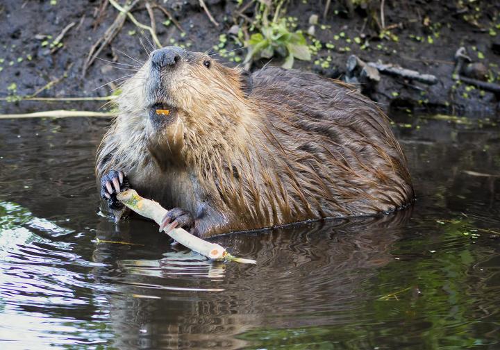 Climate Change Adaptation