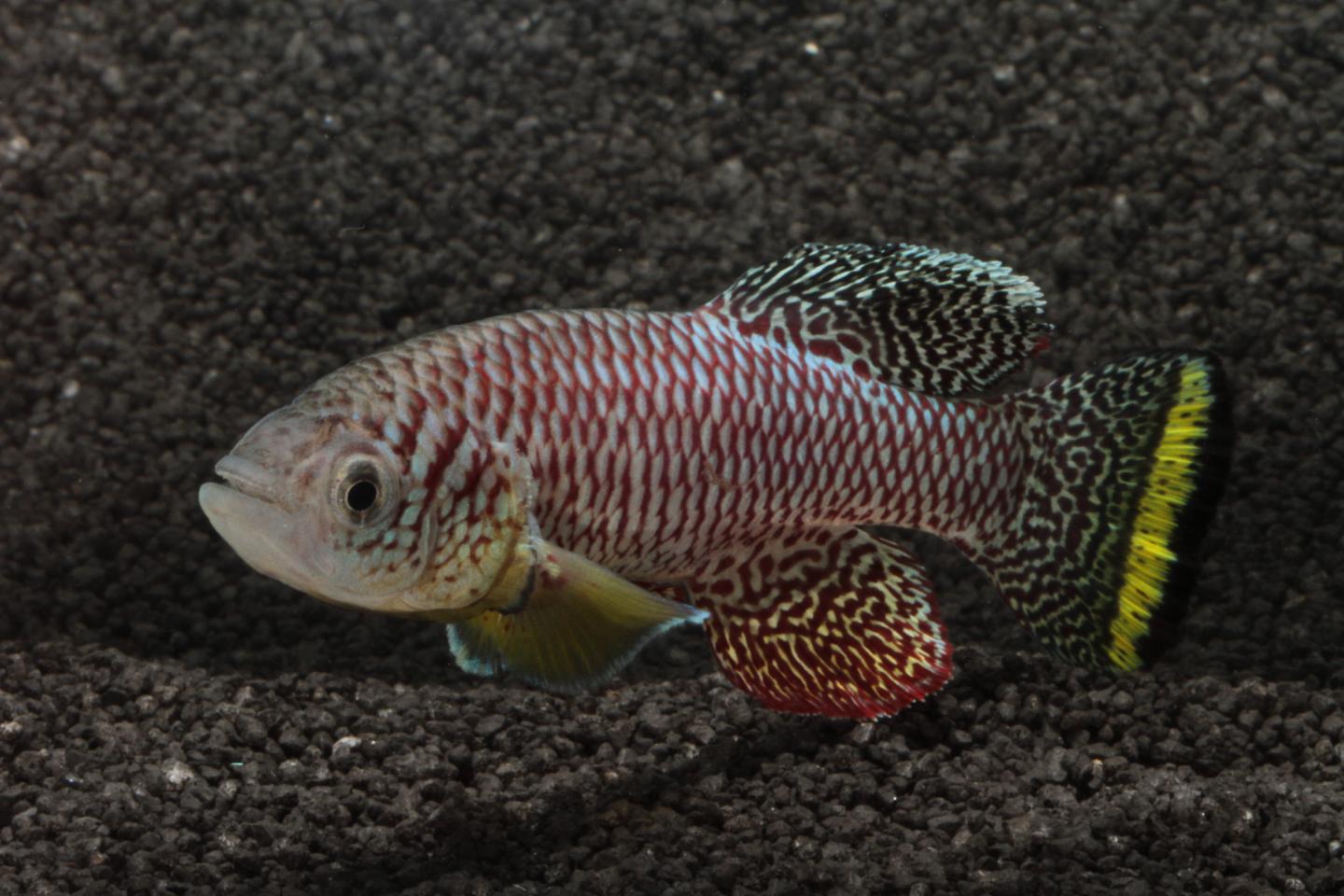 Adult Male Killifish